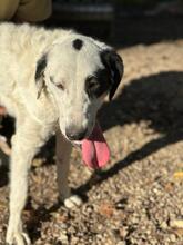 MARNI, Hund, Maremmano-Mix in Italien - Bild 34