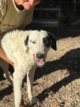 MARNI, Hund, Maremmano-Mix in Italien - Bild 35