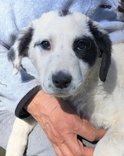 MARNI, Hund, Maremmano-Mix in Italien - Bild 36
