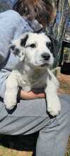 MARNI, Hund, Maremmano-Mix in Italien - Bild 37