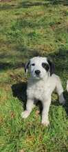 MARNI, Hund, Maremmano-Mix in Italien - Bild 38