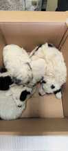 MARNI, Hund, Maremmano-Mix in Italien - Bild 39
