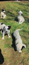 MARNI, Hund, Maremmano-Mix in Italien - Bild 40