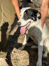 MINA, Hund, Maremmano-Mix in Italien - Bild 10