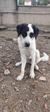 MONTY, Hund, Maremmano-Mix in Italien - Bild 5