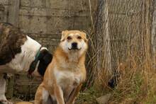 LILKA, Hund, Mischlingshund in Polen - Bild 1
