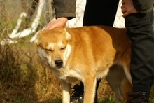 LILKA, Hund, Mischlingshund in Polen - Bild 4