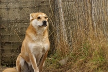 LILKA, Hund, Mischlingshund in Polen - Bild 5