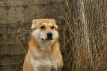 LILKA, Hund, Mischlingshund in Polen - Bild 6