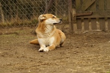 LILKA, Hund, Mischlingshund in Polen - Bild 7