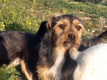 WALTON, Hund, Terrier-Mix in Spanien - Bild 1