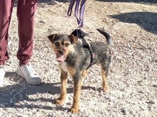 WALTON, Hund, Terrier-Mix in Spanien - Bild 10