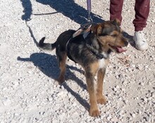 WALTON, Hund, Terrier-Mix in Spanien - Bild 12