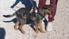 WALTON, Hund, Terrier-Mix in Spanien - Bild 13