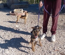 WALTON, Hund, Terrier-Mix in Spanien - Bild 14