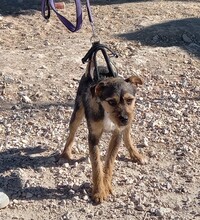 WALTON, Hund, Terrier-Mix in Spanien - Bild 15