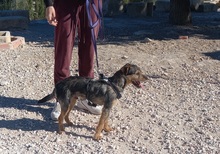 WALTON, Hund, Terrier-Mix in Spanien - Bild 16