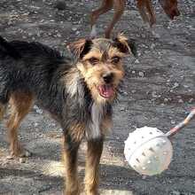 WALTON, Hund, Terrier-Mix in Spanien - Bild 2