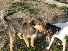 WALTON, Hund, Terrier-Mix in Spanien - Bild 3