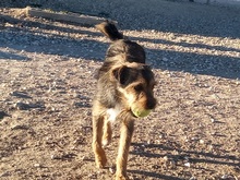 WALTON, Hund, Terrier-Mix in Spanien - Bild 4