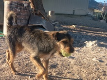 WALTON, Hund, Terrier-Mix in Spanien - Bild 5