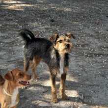 WALTON, Hund, Terrier-Mix in Spanien - Bild 6
