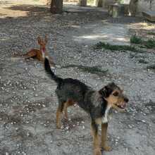 WALTON, Hund, Terrier-Mix in Spanien - Bild 7