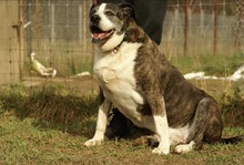 BARYLKA, Hund, Mischlingshund in Polen - Bild 2