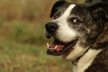 BARYLKA, Hund, Mischlingshund in Polen - Bild 4