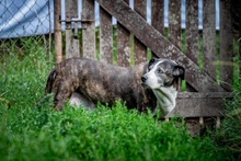 BARYLKA, Hund, Mischlingshund in Polen - Bild 6