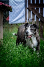 BARYLKA, Hund, Mischlingshund in Polen - Bild 7