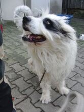BUNNY, Hund, Mischlingshund in Großröhrsdorf - Bild 5