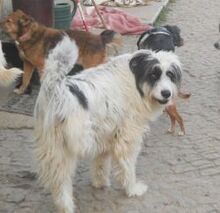BUNNY, Hund, Mischlingshund in Großröhrsdorf - Bild 7