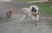 BUNNY, Hund, Mischlingshund in Großröhrsdorf - Bild 8