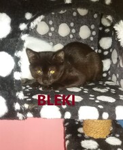 BLEKI, Katze, Havannakatze-Mix in Bulgarien - Bild 1