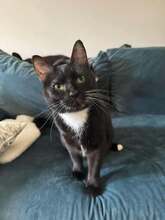 ERMINNA, Katze, Europäisch Kurzhaar-Mix in München