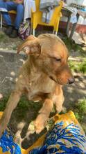 PERCY, Hund, Mischlingshund in Rumänien - Bild 1