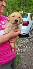 PERCY, Hund, Mischlingshund in Rumänien - Bild 11
