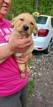 PERCY, Hund, Mischlingshund in Rumänien - Bild 12