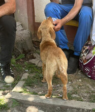 PERCY, Hund, Mischlingshund in Rumänien - Bild 2
