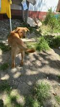PERCY, Hund, Mischlingshund in Rumänien - Bild 3