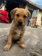 PERCY, Hund, Mischlingshund in Rumänien - Bild 4