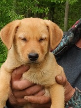 PERCY, Hund, Mischlingshund in Rumänien - Bild 9