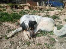 AIAKOS, Hund, Mischlingshund in Griechenland - Bild 10
