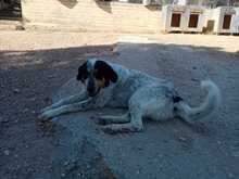 AIAKOS, Hund, Mischlingshund in Griechenland - Bild 11