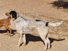 AIAKOS, Hund, Mischlingshund in Griechenland - Bild 2