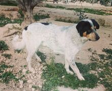 AIAKOS, Hund, Mischlingshund in Griechenland - Bild 3