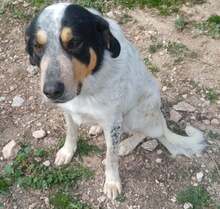 AIAKOS, Hund, Mischlingshund in Griechenland - Bild 4