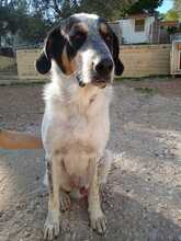 AIAKOS, Hund, Mischlingshund in Griechenland - Bild 6