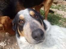 AIAKOS, Hund, Mischlingshund in Griechenland - Bild 8